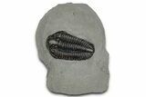 Calymene Niagarensis Trilobite Fossil - New York #357084-1